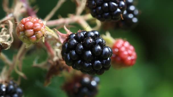 用成熟的黑莓包裹在易碎的植物上 — 图库视频影像
