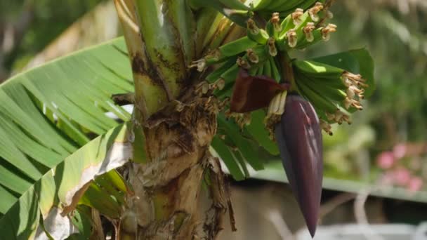 生长在盛开的热带香蕉植物上的小香蕉指束 — 图库视频影像