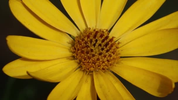 Primer Plano Una Flor Amarilla Del Ecklonis Osteospermum Una Popular — Vídeos de Stock