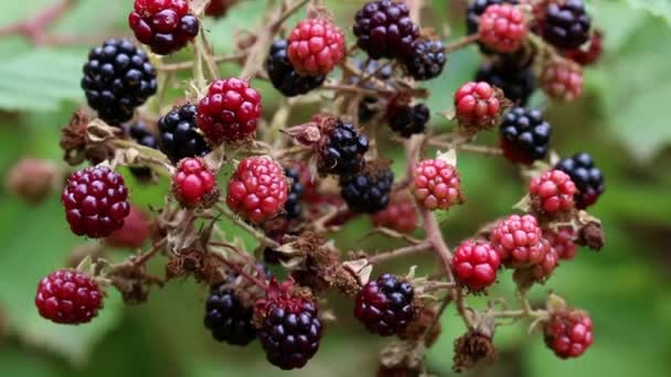 Eine Große Anzahl Reifender Brombeeren Einer Brombeerpflanze Spätsommer Großbritannien — Stockvideo