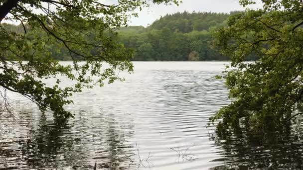 Acqua Immobile Con Riflessioni Lago Calmo Nella Foresta Misteriosa Colpo — Video Stock