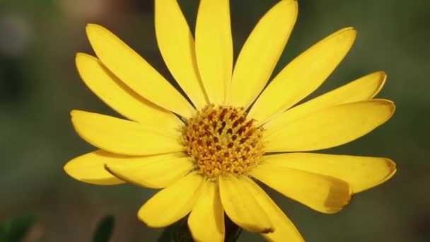 Primer Plano Una Flor Osteospermum Ecklonis Una Planta Jardín Popular — Vídeos de Stock