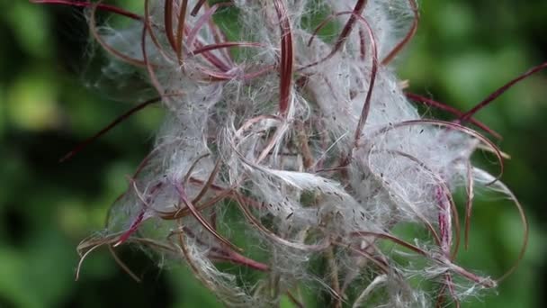 Closeup Rosebay Willowherb Epilobium Angustifolium Seed Late Summer — Stock Video