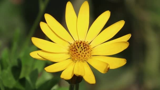 Closeup Uma Flor Osteospermum Ecklonis Amarela Uma Planta Jardim Popular — Vídeo de Stock