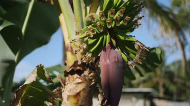 在开着花的香蕉植物上生长的小香蕉手部的缓慢的视差 — 图库视频影像