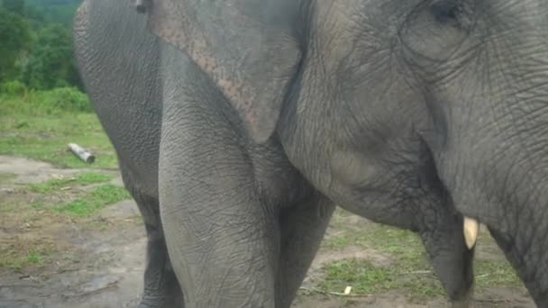 Thaise Aziatische Olifant Met Slagtand Eten Rondlopen Jungle — Stockvideo