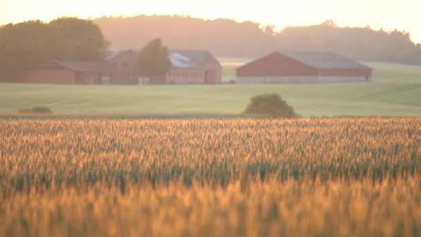 Countryside Crop Field Soft Golden Sunset Light Farm Barn Background — Stock Video