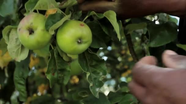 Recolección Manual Manzanas Verdes Jardín Imágenes Archivo Verano — Vídeo de stock