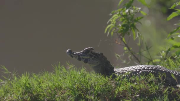 Een Jonge Alligator Uit Chaco Die Een Prooi Observeert — Stockvideo