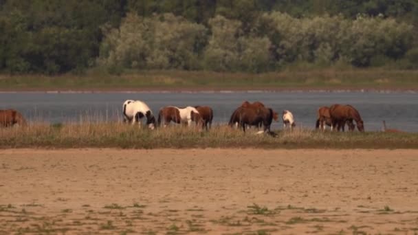 Stádo Amerického Indického Koně Vesnickém Rybníku Široký Záběr — Stock video