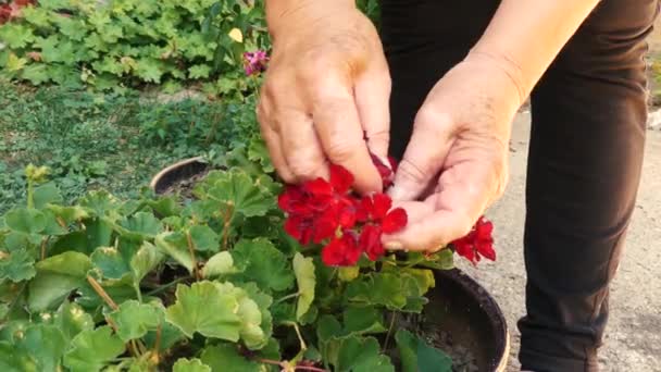 Γυναίκα Λεύκη Στα Χέρια Που Δουλεύει Στον Κήπο — Αρχείο Βίντεο