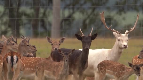 Nahaufnahme Einer Herde Damhirsche Mit Weißen Albinos Der Wildnis — Stockvideo