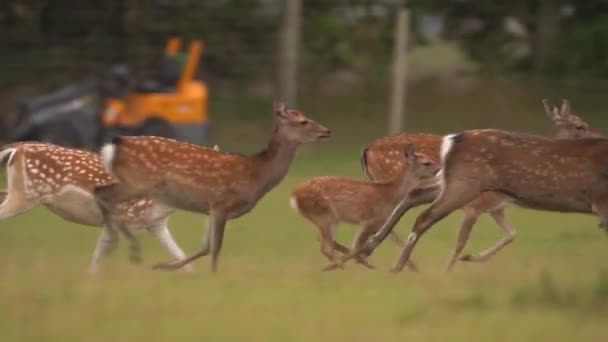 Fallow Deer Herd Loopt Het Veld Tracking Close Slow Motion — Stockvideo