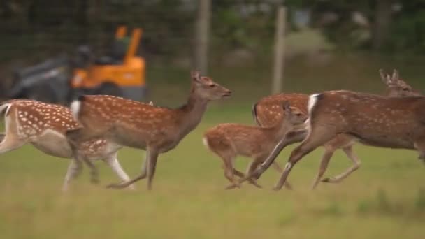 Tarlada Koşan Fallow Geyik Sürüsü Takip Slow Motion Kapat — Stok video