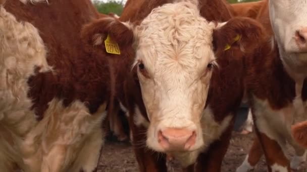 Grupa Krów Hereford Patrzących Kamerę Zbliżenie — Wideo stockowe