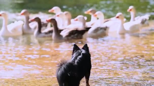 Petit Chien Regarde Les Canards Flottant Dans Rivière — Video