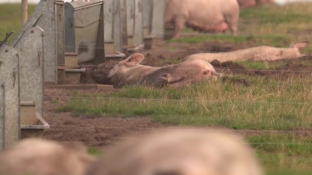 Prasata Spí Krmení Venkovní Chovatelské Farmě Prasat Uzavřením Široký — Stock video