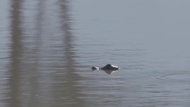 Joven Cocodrilo Del Chaco Observando Una Presa Agua — Vídeos de Stock