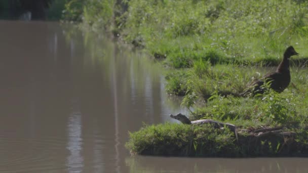 Caimán Joven Pato Criollo Compartiendo Espacio Cerca Del Río — Vídeos de Stock