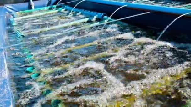 Aerated Abalone Tank Komerční Aqua Farmě Jižní Afrika Close — Stock video
