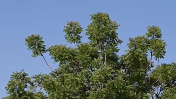 날에는 멀리아 속하는네헴 나무의 가지인아 — 비디오