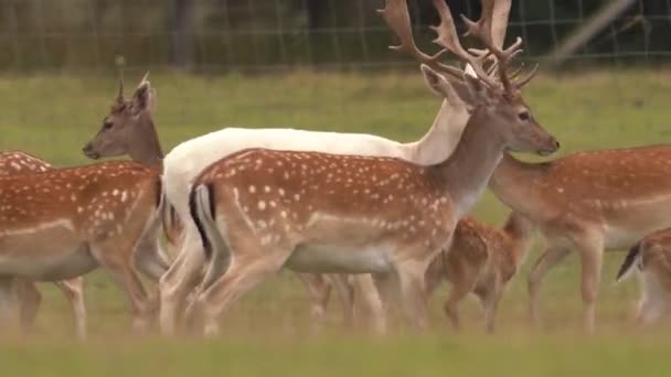 White Herd Darker Fallow Deer Field Wire Mesh Fence — 비디오