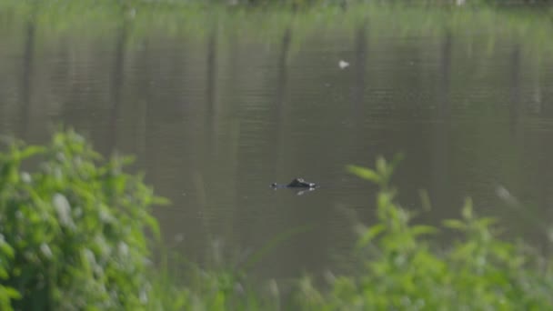 Een Jonge Alligator Uit Chaco Observeert Een Prooi Beweegt Het — Stockvideo