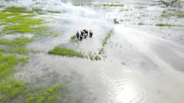 Latanie Powietrzne Nad Farmer Herding Group Buffalo Przez Zalane Pola — Wideo stockowe