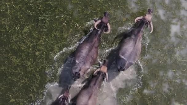 Vacas Caminhando Pelo Denso Campo Alagado Cima Para Baixo Vista — Vídeo de Stock