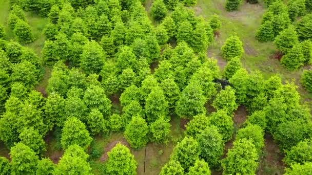 Teleskopický Černý Pták Strašák Létající Nad Plantáží Vzdušný — Stock video