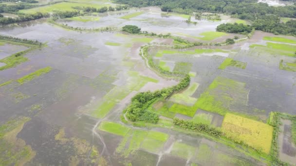 Aerial Flying Large Flooded Rice Fields Northern Bangladesh Inglés Dolly — Vídeos de Stock