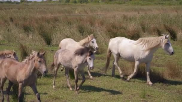 Manada Cavalos Prados Altos França Camargue — Vídeo de Stock