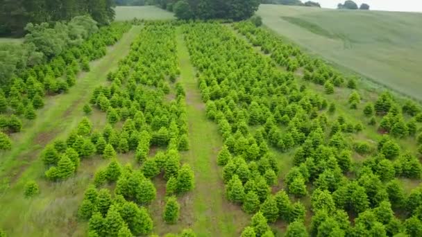 Vista Aérea Cosecha Árboles Navidad Nordmann Verano — Vídeos de Stock