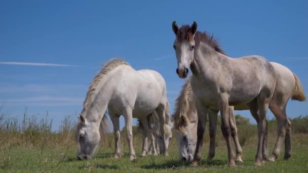 Fehér Szabad Lovak Állnak Legelnek Egy Mezőn Camargue Franciaország — Stock videók