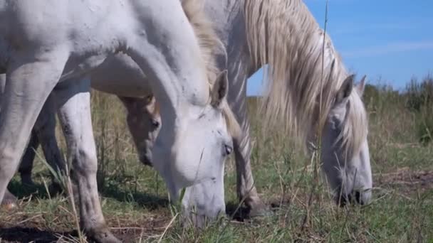 Några Vilda Vita Hästar Betar Ett Fält Frankrike Camargue — Stockvideo