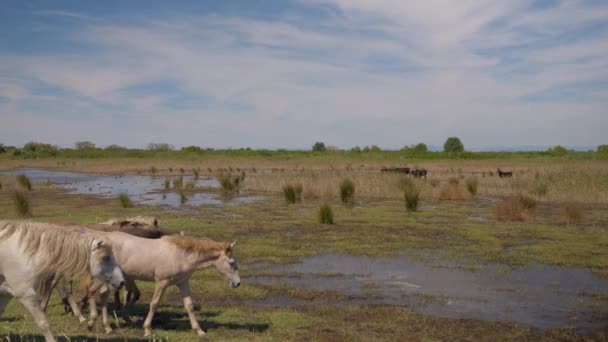 Hjord Stora Vita Hästar Går Ett Träsk Aria Frankrike Camargue — Stockvideo