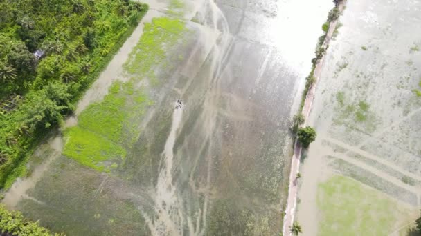 Повітряно Прослуханий Shot Flooded Rice Paddy Fields Півночі Бангладеш Єдестал — стокове відео