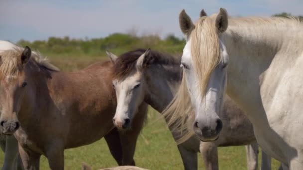 Manada Cavalos Olhando Para Câmera Para Observar Camargue França — Vídeo de Stock