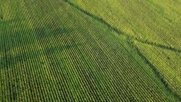 Top Vista Volo Uccello Campo Mais Tiro Aereo Canada Filmati — Video Stock