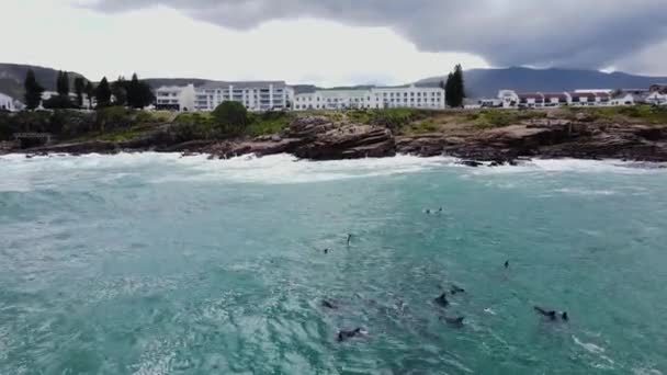 Dolphins Swimming Right Next Rocky Shoreline Hermanus South Africa Drone — Stock Video