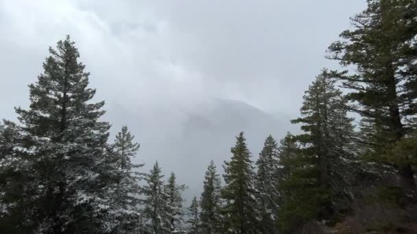 冬季暴风雪期间 云雾笼罩的风暴王山顶在松林树梢之间 — 图库视频影像