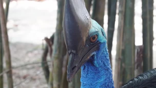 Ciekawy Południowy Cassowary Casuarius Casuarius Rogatą Beczką Rozglądającą Się Okolicy — Wideo stockowe