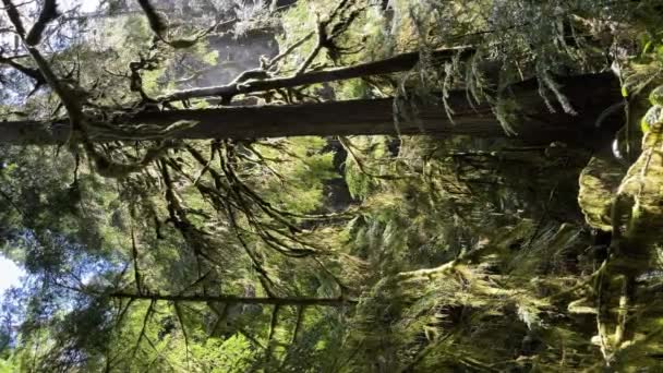 Vertical Patrząc Górę Przez Bujną Liści Lesie Górskim Gęsty Las — Wideo stockowe