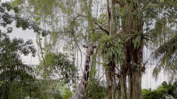 Handschuss Nach Einer Giraffe Giraffa Kamelopardalis Rothschildi Beim Kauen Und — Stockvideo