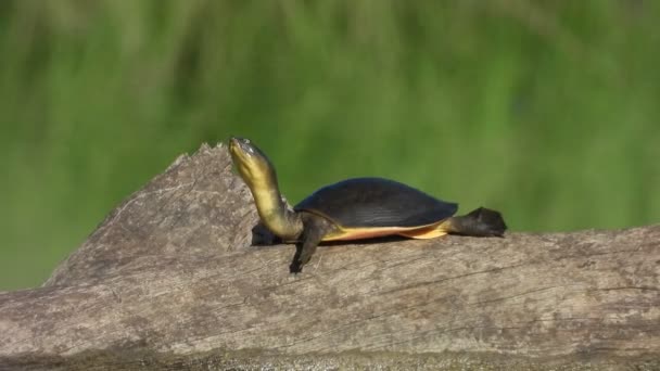 Черепаха Площадь Пруда Охлаждение — стоковое видео