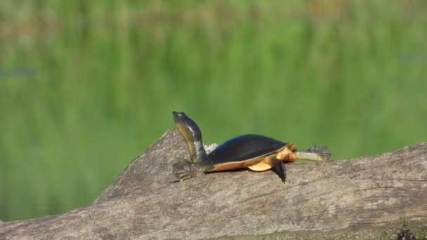 Черепаха Районе Пруда Солнце — стоковое видео