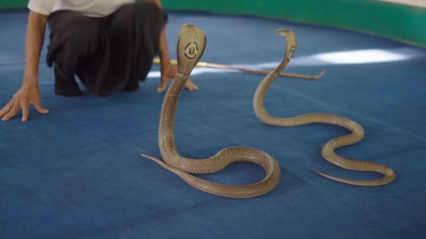 Hombre Encantador Entrenando Dos Serpientes Cobra Tailandesas Piso Escenario Azul — Vídeos de Stock