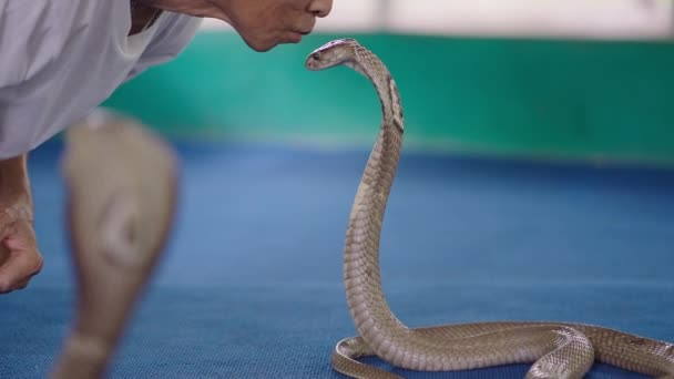Encantador Serpientes Tailandés Besar Cabeza Una Serpiente Cobra Naja Tailandesa — Vídeo de stock