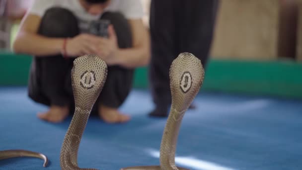 Man Maakt Foto Van Twee Naja Thaise Cobra Slangen Staande — Stockvideo