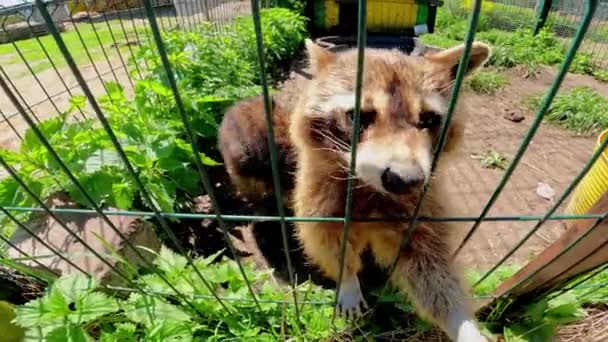 Close Shot Two Raccoons Outdoor Cage Sunny Day Trying Grab — Stock Video